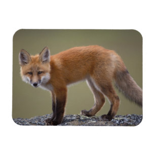 röd räv, Vulpes vulpes, längs den centrala norra 2 Magnet