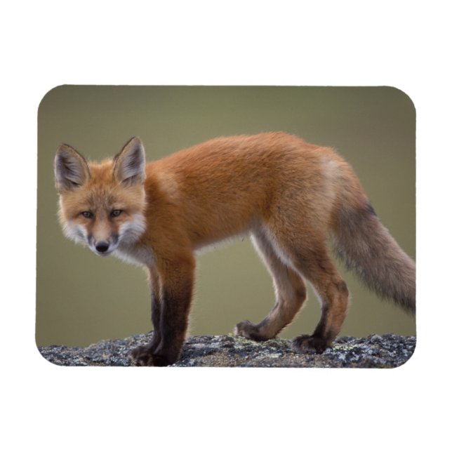 röd räv, Vulpes vulpes, längs den centrala norra 2 Magnet (Horisontell)