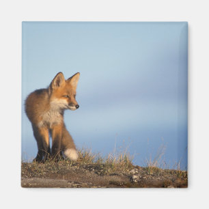 röd räv, Vulpes vulpes Magnet