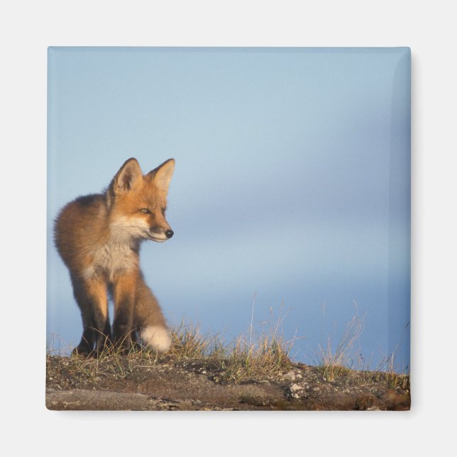 röd räv, Vulpes vulpes Magnet (Framsidan)
