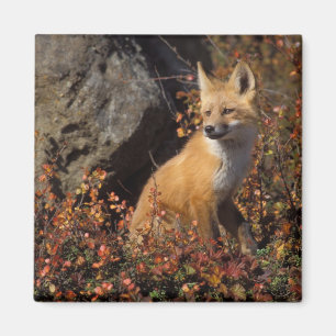 röd räv, Vulpes vulpes Magnet