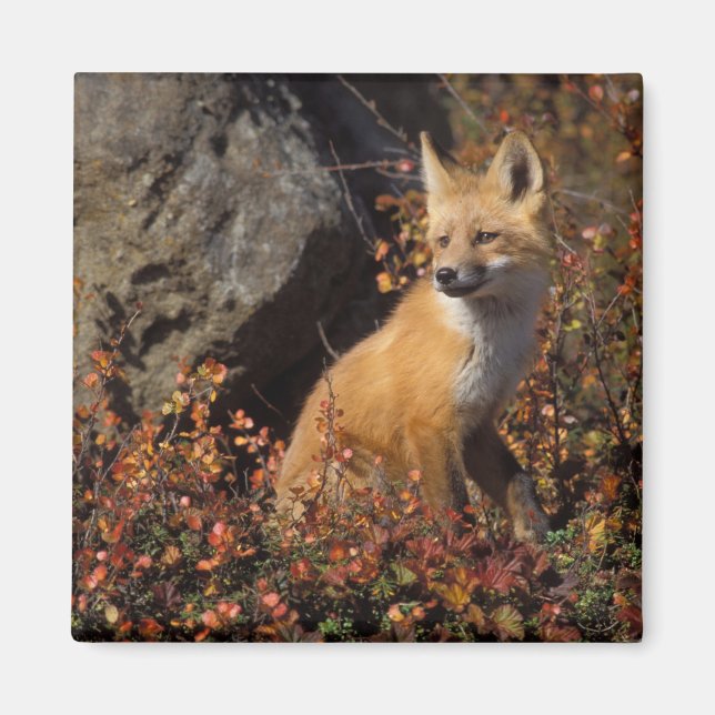 röd räv, Vulpes vulpes Magnet (Framsidan)