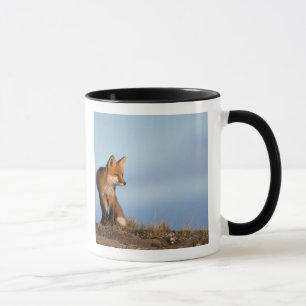 röd räv, Vulpes vulpes Mugg