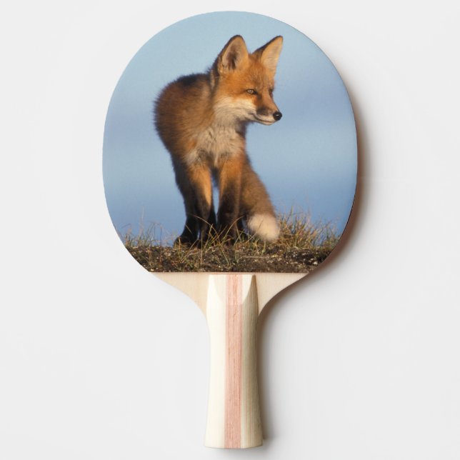 röd räv, Vulpes vulpes Pingisracket (Framsidan)