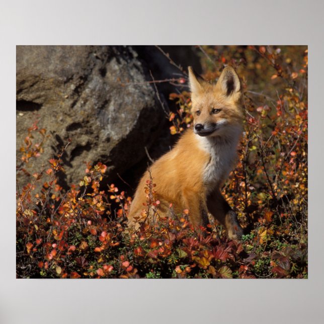 röd räv, Vulpes vulpes Poster (Framsidan)