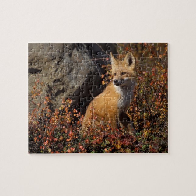 röd räv, Vulpes vulpes Pussel (Horisontell)