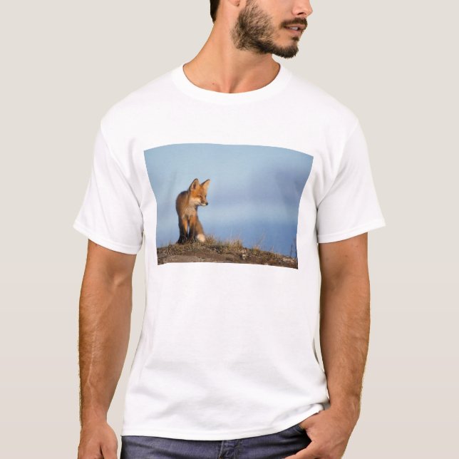röd räv, Vulpes vulpes Tröja (Framsida)