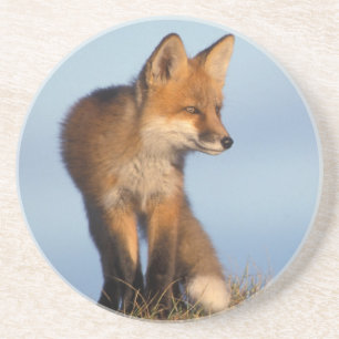 röd räv, Vulpes vulpes Underlägg