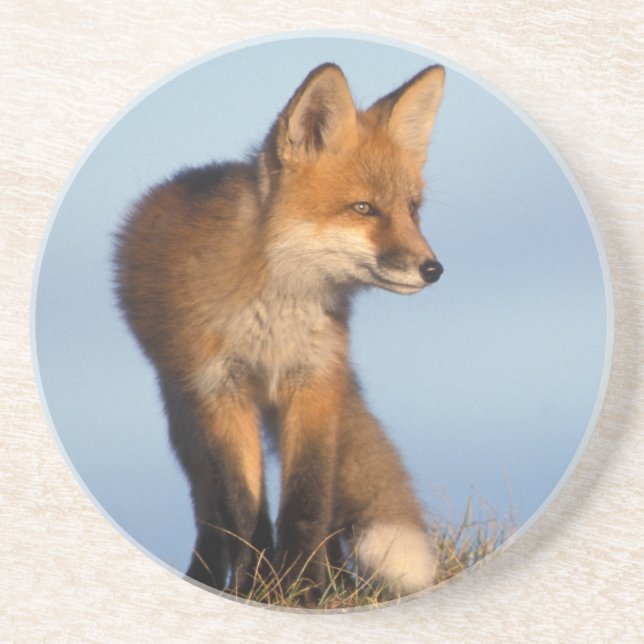 röd räv, Vulpes vulpes Underlägg (Framsidan)