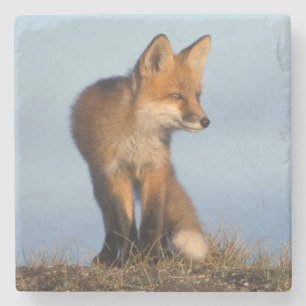 röd räv, Vulpes vulpes Underlägg Sten
