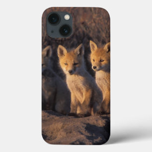 röd räv, Vulpes vulpes, ungar
