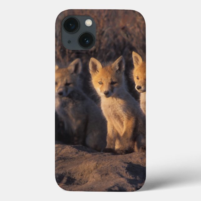 röd räv, Vulpes vulpes, ungar (Baksida)