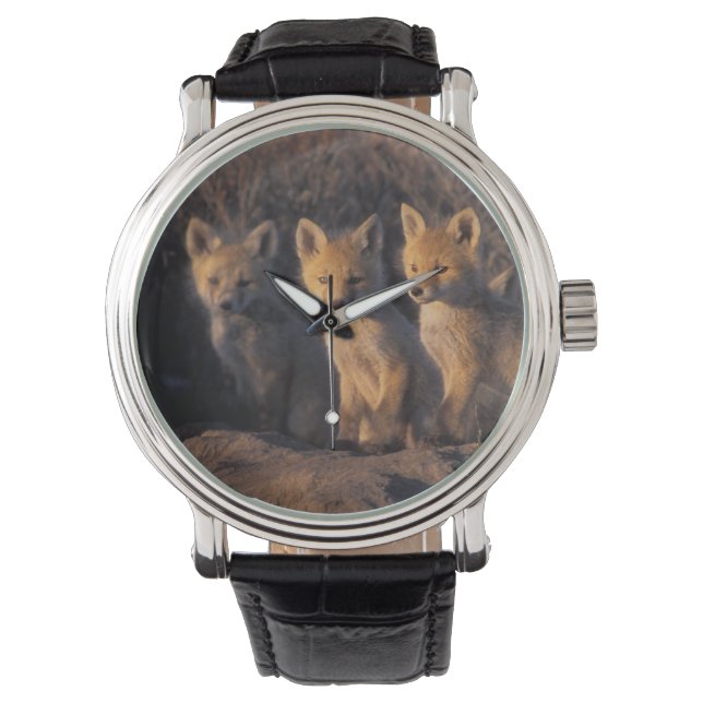 röd räv, Vulpes vulpes, ungar Armbandsur (Framsida)