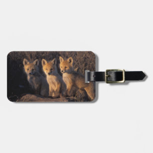 röd räv, Vulpes vulpes, ungar Bagagebricka