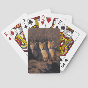 röd räv, Vulpes vulpes, ungar Casinokort