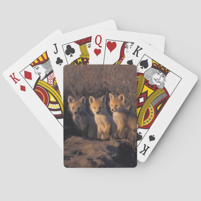 röd räv, Vulpes vulpes, ungar Casinokort (Baksidan)