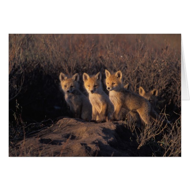 röd räv, Vulpes vulpes, ungar Hälsningskort (Framsidan Horizontal)