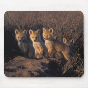 röd räv, Vulpes vulpes, ungar Musmatta