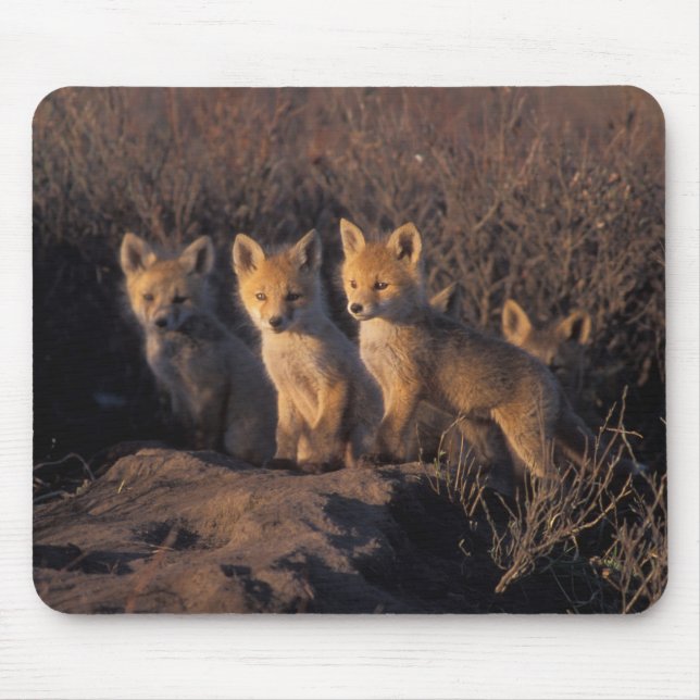 röd räv, Vulpes vulpes, ungar Musmatta (Framsidan)