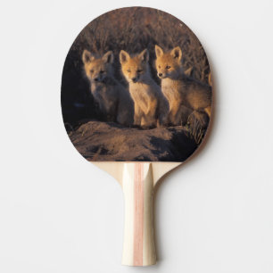 röd räv, Vulpes vulpes, ungar Pingisracket