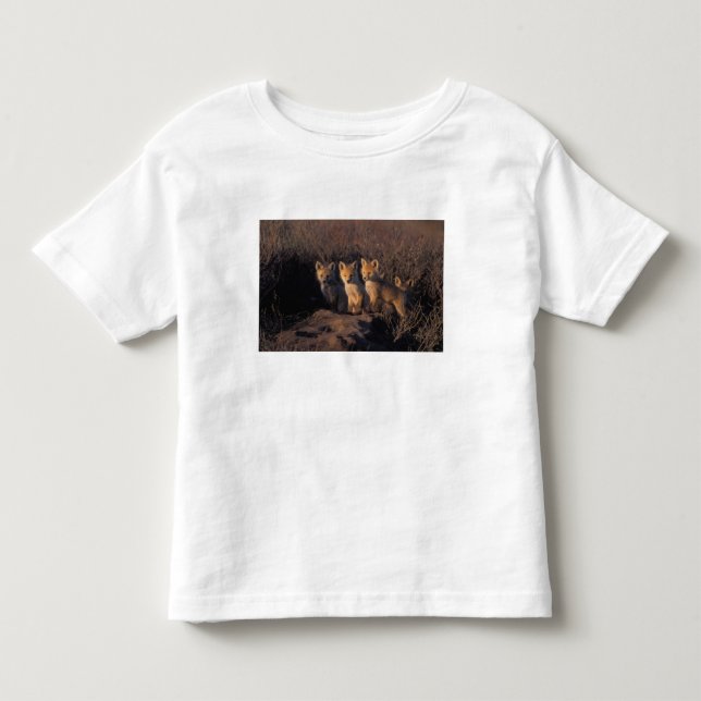 röd räv, Vulpes vulpes, ungar Tee (Framsida)