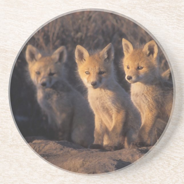 röd räv, Vulpes vulpes, ungar Underlägg Sandsten (Framsidan)