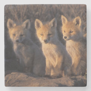 röd räv, Vulpes vulpes, ungar Underlägg Sten