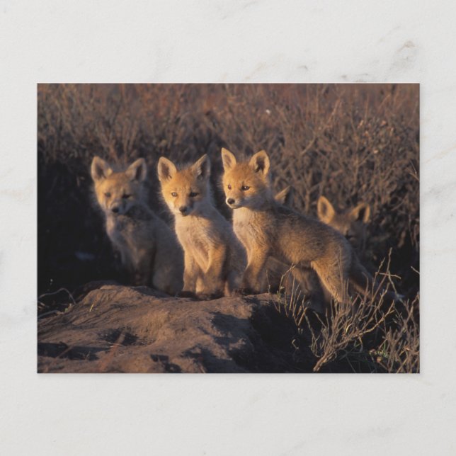 röd räv, Vulpes vulpes, ungar Vykort (Framsida)