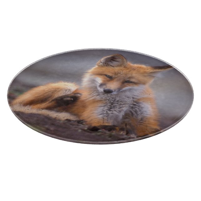 röd räv, Vulpes vulpes, unge kliar sig, (Hörn)