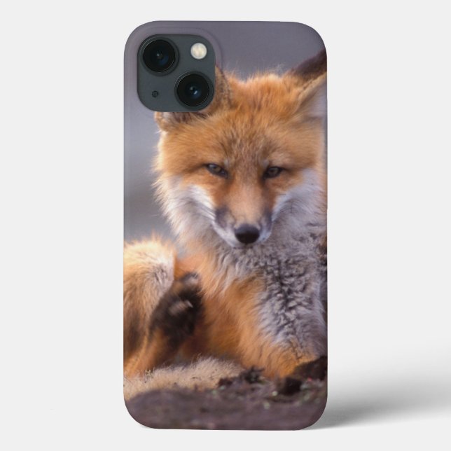 röd räv, Vulpes vulpes, unge kliar sig, (Baksida)