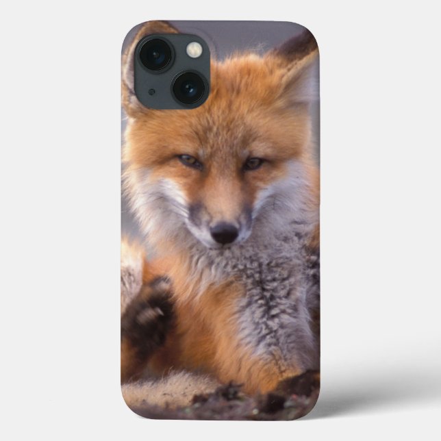röd räv, Vulpes vulpes, unge kliar sig, (Baksida)