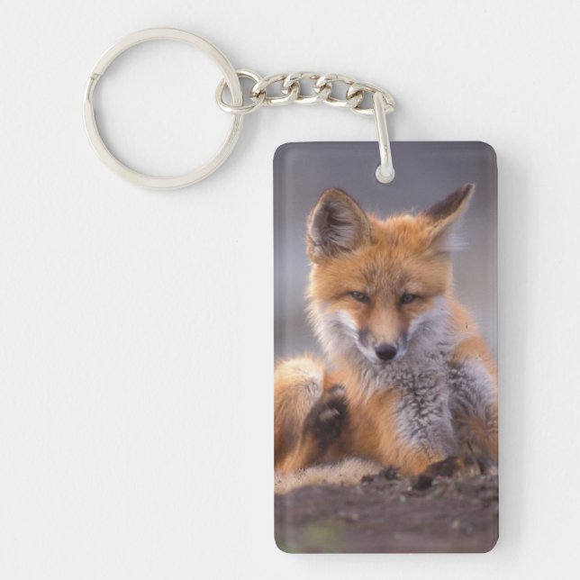 röd räv, Vulpes vulpes, unge kliar sig, (Framsidan)