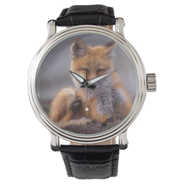 röd räv, Vulpes vulpes, unge kliar sig, Armbandsur (Framsida)