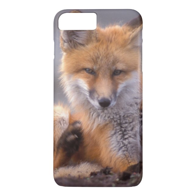 röd räv, Vulpes vulpes, unge kliar sig, Case-Mate iPhone Skal (Baksida)