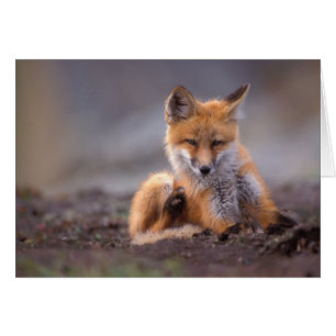 röd räv, Vulpes vulpes, unge kliar sig, Hälsningskort