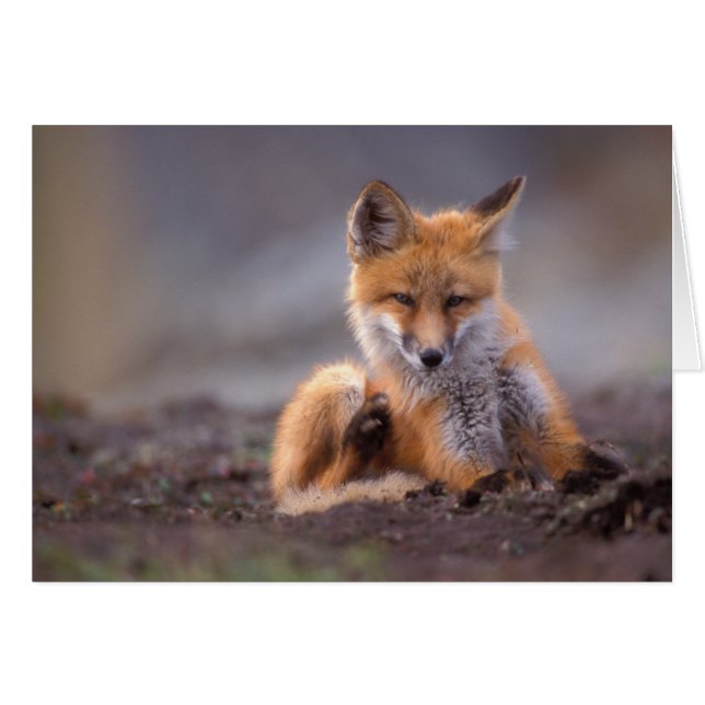 röd räv, Vulpes vulpes, unge kliar sig, Hälsningskort (Framsidan Horizontal)