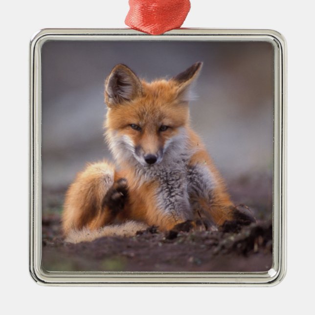 röd räv, Vulpes vulpes, unge kliar sig, Julgransprydnad Metall (Framsidan)