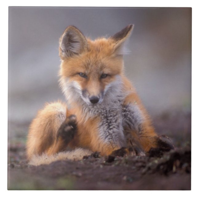 röd räv, Vulpes vulpes, unge kliar sig, Kakelplatta (Framsidan)
