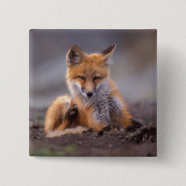 röd räv, Vulpes vulpes, unge kliar sig, Knapp (Framsida)