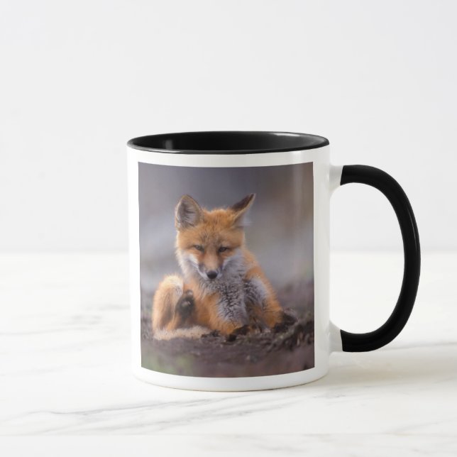 röd räv, Vulpes vulpes, unge kliar sig, Mugg (Höger)
