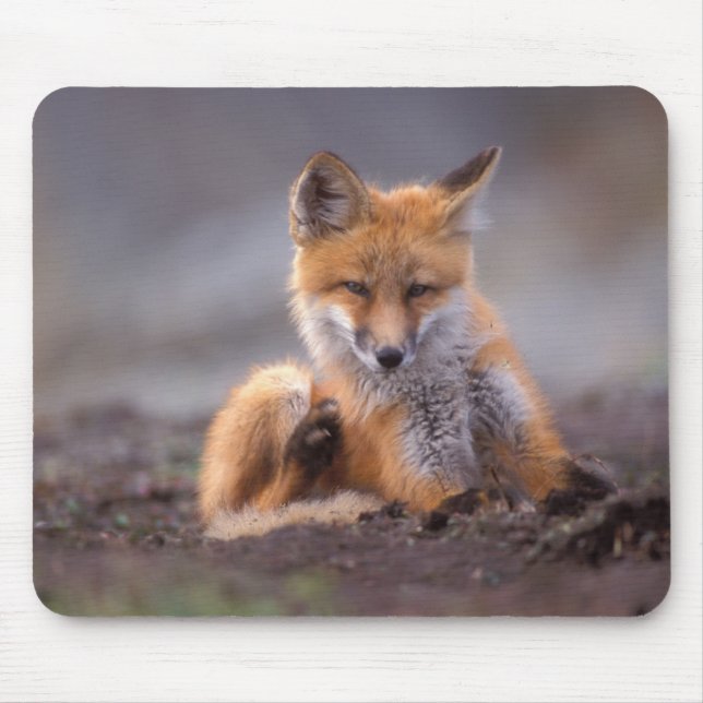 röd räv, Vulpes vulpes, unge kliar sig, Musmatta (Framsidan)
