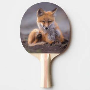 röd räv, Vulpes vulpes, unge kliar sig, Pingisracket