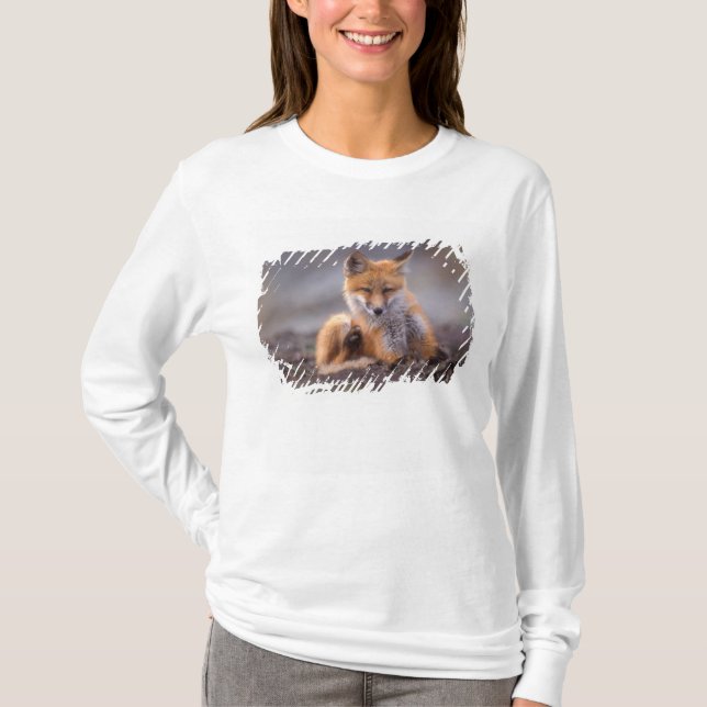 röd räv, Vulpes vulpes, unge kliar sig, T Shirt (Framsida)