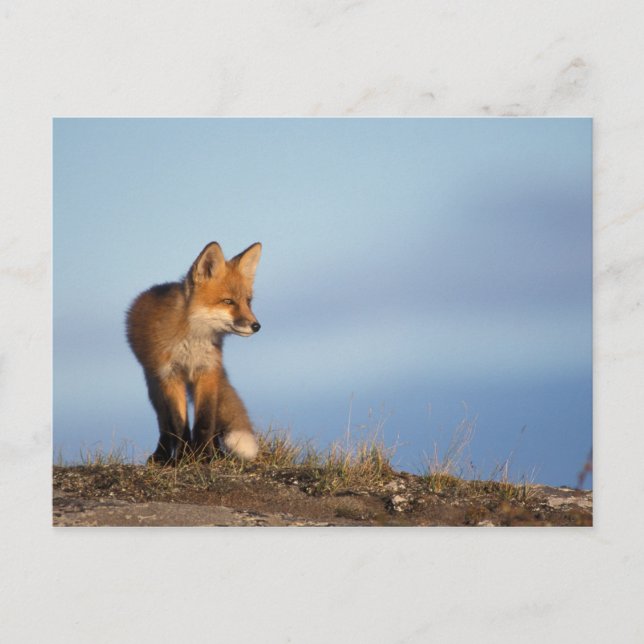 röd räv, Vulpes vulpes Vykort (Framsida)