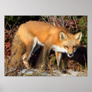 Röd rävaffisch poster