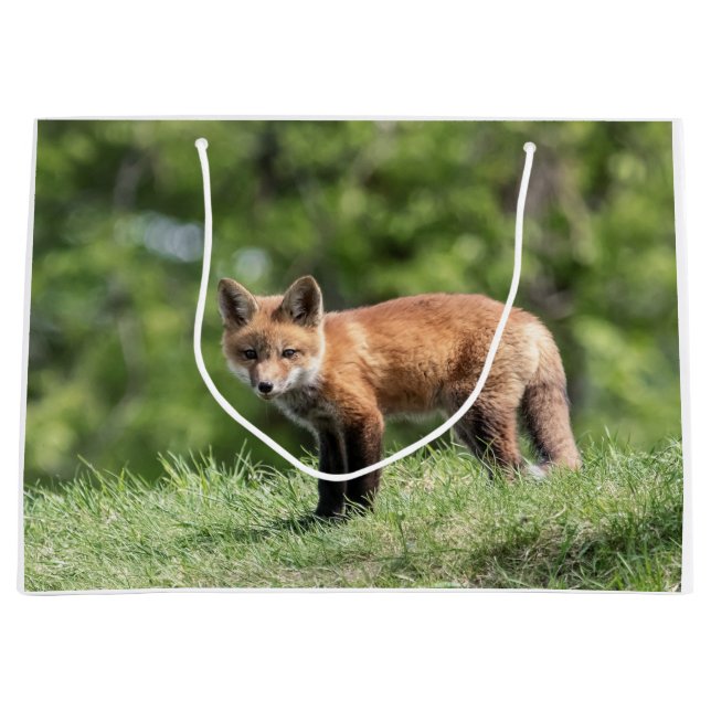 Röd rävsats (Framsidan)