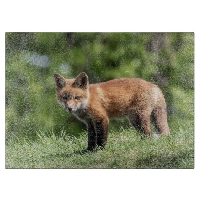 Röd rävsats (Framsidan)