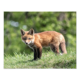 Röd rävsats fototryck