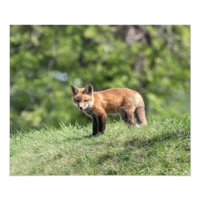 Röd rävsats fototryck (Framsidan)