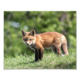Röd rävsats fototryck